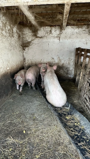 porci de vanzare - imagine 2