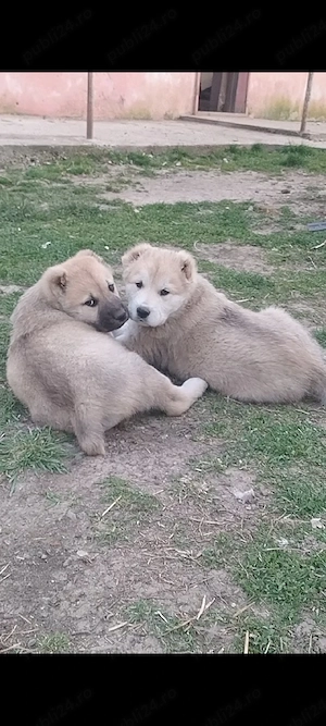 Ciobanesc de Asia Centrala 