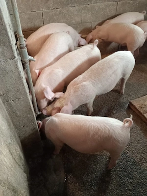 Grăsuni de vânzare 