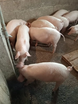 Grăsuni de vânzare 