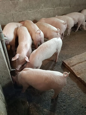 Grăsuni de vânzare 500 