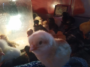 De vanzare pui de 1-3 zile  - imagine 2