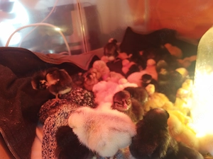 De vanzare pui de 1-3 zile  - imagine 3