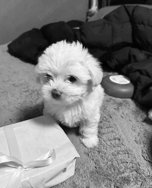Vand pui bichon miny toy 6 saptamani 