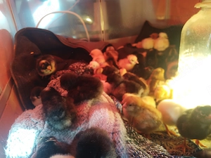 De vanzare pui de 1-3 zile  - imagine 4