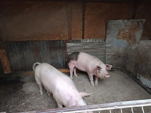 Vând porci cu o greutate de 100 de kg buni pentru reproducție 4 scrofițe bune de dat la vier.  - imagine 2