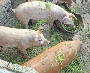 Porci 4 luni - imagine 2