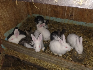 V nd 10 iepur soldan 25lej bucat  