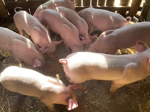 Vând purcei 6 săptămâni  - imagine 2