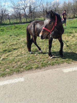 vand manz de un 1 ani si doua luni  - imagine 4