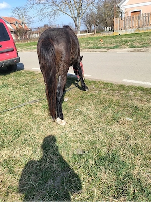 vand manz de un 1 ani si doua luni  - imagine 2