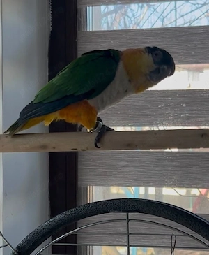 Papagal vorbitor Caique - imagine 2