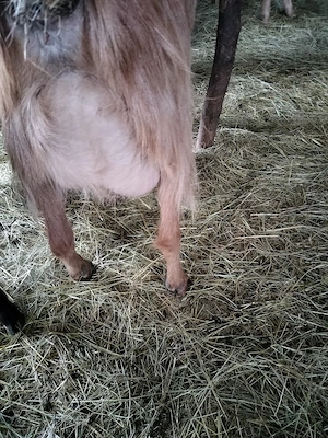 vind turmă de capre  - imagine 5