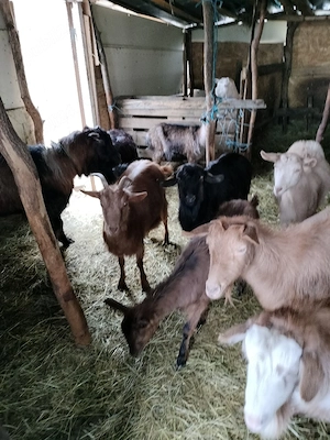 vind turmă de capre  - imagine 3