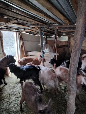 vind turmă de capre  - imagine 4