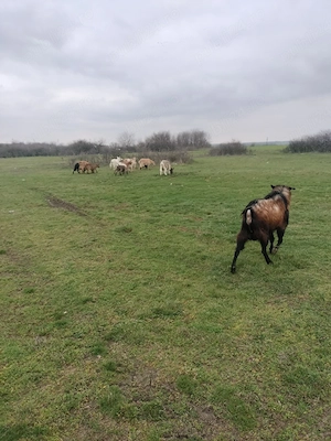 vind turmă de capre  - imagine 2