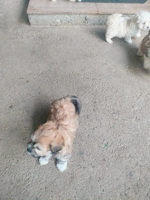 Vând Bichoni  - imagine 4