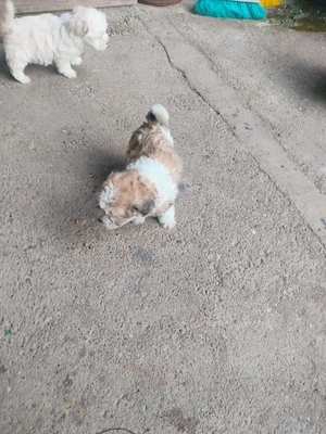 Vând Bichoni  - imagine 3