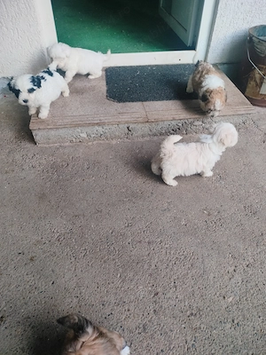 Vând Bichoni  - imagine 5