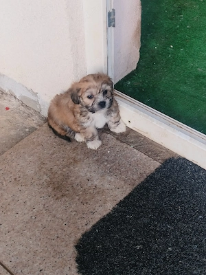 Vând Bichoni  - imagine 2