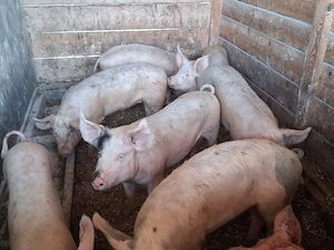 vând 6 soldani ,medie 65 kg(masculi castraţi) - imagine 2