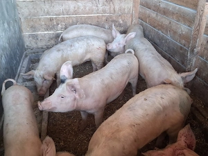 vând 6 soldani ,medie 65 kg(masculi castraţi)