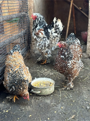 de vanzare familie brahma porcelan - imagine 3