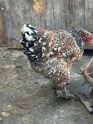 de vanzare familie brahma porcelan - imagine 5