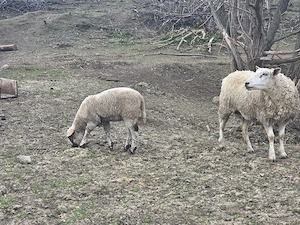 vand oaie texel cu miel - imagine 2