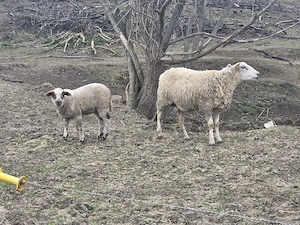 vand oaie texel cu miel - imagine 4