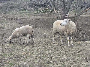 vand oaie texel cu miel - imagine 3