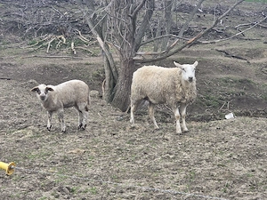 vand oaie texel cu miel - imagine 5