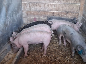 vând soldani 45-50 kg - imagine 2