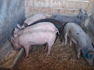 vând soldani 45-50 kg