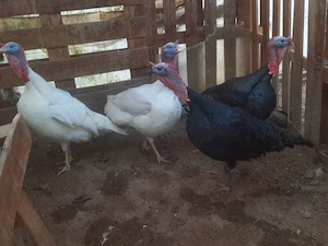 Curcani crescuți bio de casă !!!