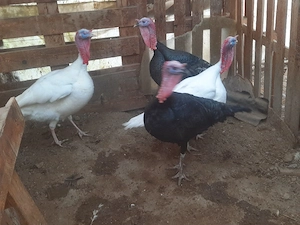 Curcani crescuți bio de casă !!! - imagine 2