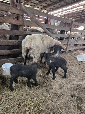 vand oaie suffolk cu 2 miei - imagine 2