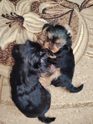 Căței Yorkshire  - imagine 4