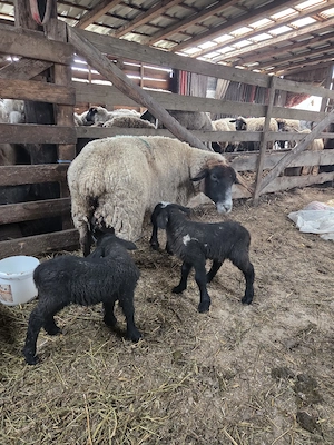 vand oaie suffolk cu 2 miei - imagine 4