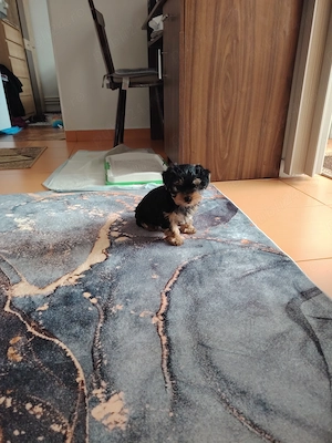 Căței Yorkshire  - imagine 2