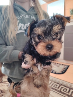 Căței Yorkshire  - imagine 3