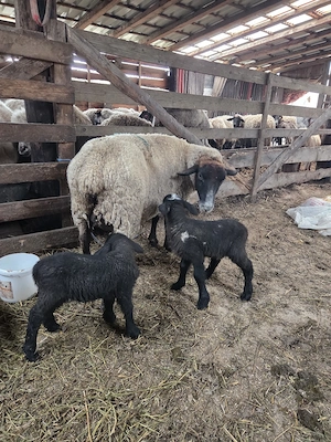 vand oaie suffolk cu 2 miei - imagine 3