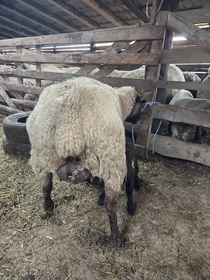 vand oaie suffolk cu 2 miei