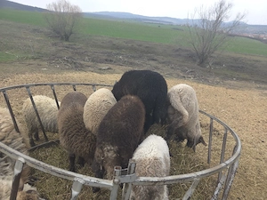 vand miei de paste - imagine 2