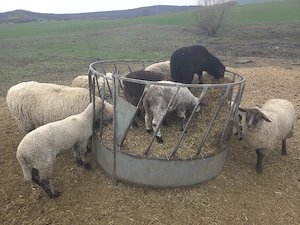 vand miei de paste - imagine 3