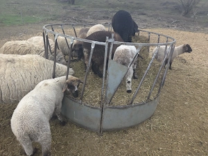 vand miei de paste - imagine 4