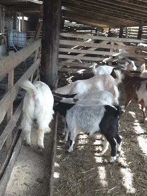 vand iezi de anul trecut - imagine 3