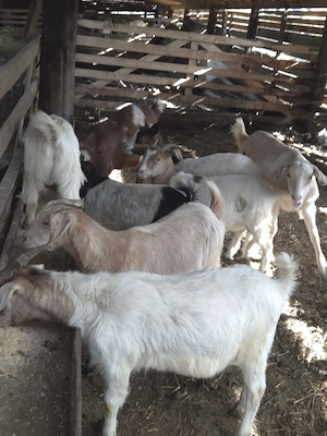 vand iezi de anul trecut