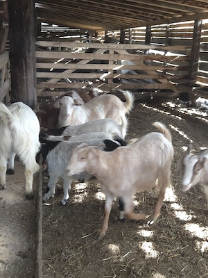 vand iezi de anul trecut - imagine 2