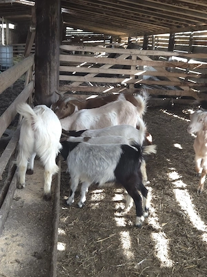 vand iezi de anul trecut - imagine 4